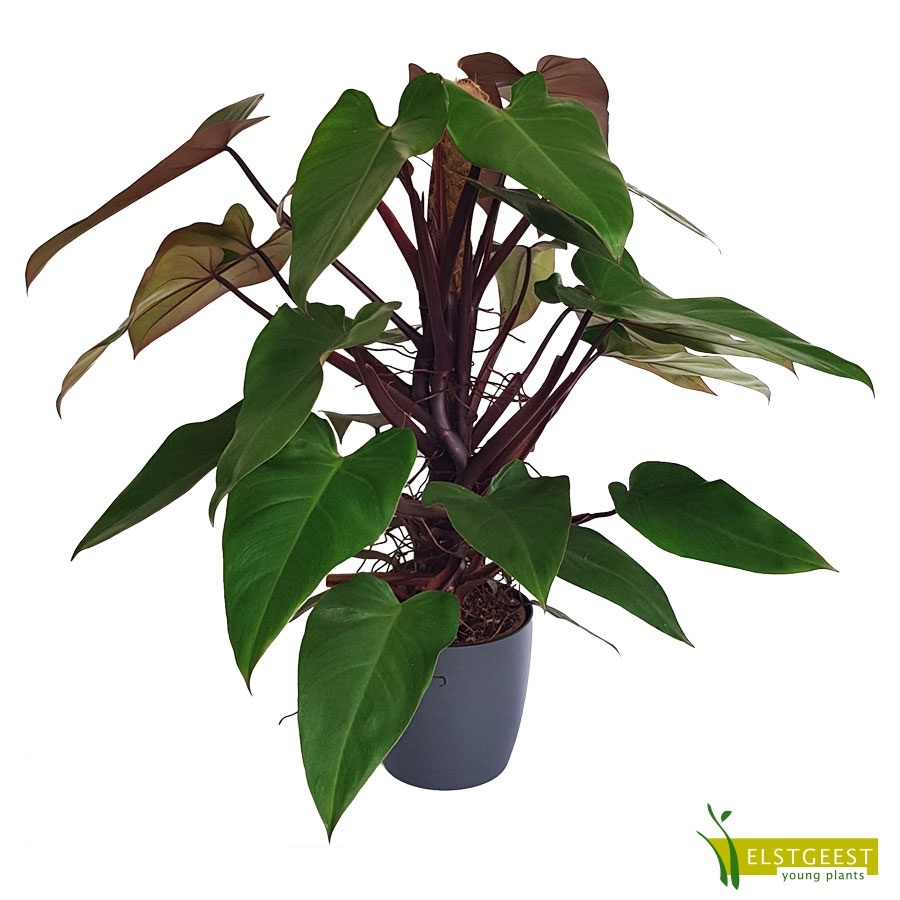 philodendron-ruby-mandianum-1
