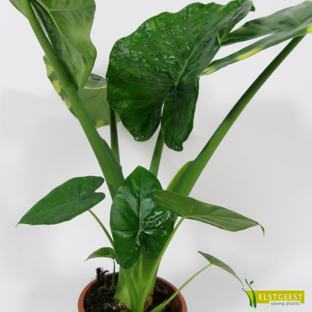 alocasia-macrorrhiza-detail-leaf_1325987828