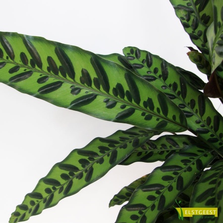 calathea-insignis-detail-leaf
