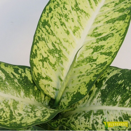 dieffenbachia-mars-detail-leaf