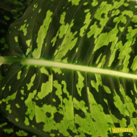 dieffenbachia-reflector-detail-leaf