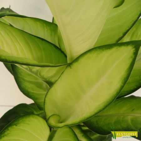 dieffenbachia-summer-style-detail-leaf