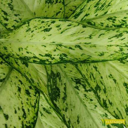 dieffenbachia-vesuvius-detail-leaf