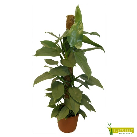philodendron-grey-2