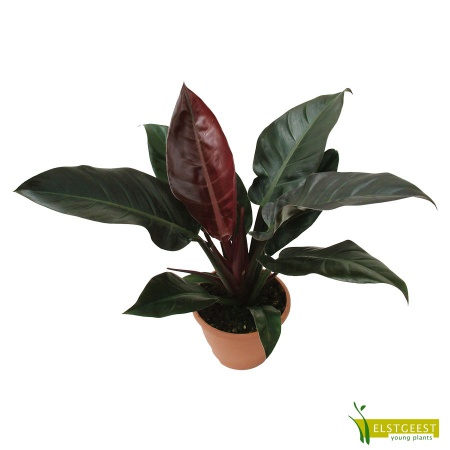 philodendron-imperial-red-2