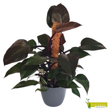 philodendron-new-red-royal-queen-1