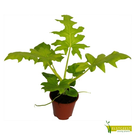 philodendron-selloum-gold-2
