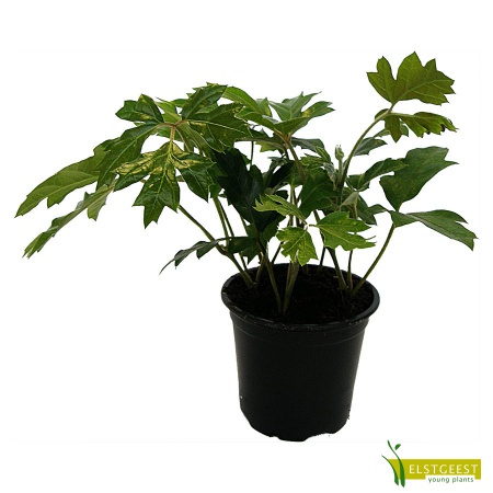 rhoicissus-ellen-danica-young-plant