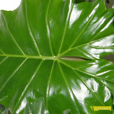 alocasia-gageana-california-detail-leaf-1_192017659