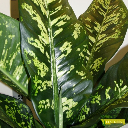 dieffenbachia-crown-detail-leaf