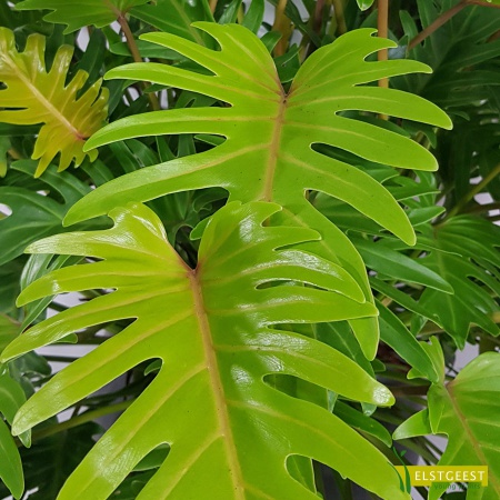 philodendron-golden-xanadu-detail-leaf