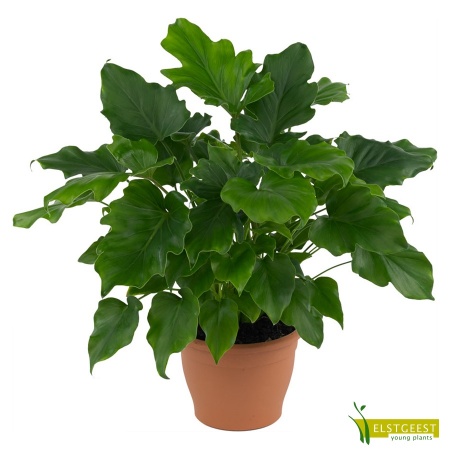 philodendron-little-hope-1